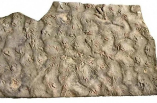 Bảo vật vô giá hàng trăm triệu tuổi bị dân làng dùng làm đá kê chân 20 năm