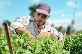 Mưa lớn, sâu bệnh tấn công, nông dân thủ phủ hoa cúc 'đứng ngồi không yên'