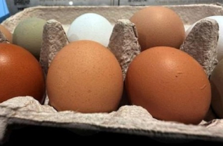 Trứng gà màu trắng và màu nâu loại nào tốt hơn?