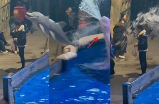 Ngang ngược hút thuốc lá ở thủy cung, người đàn ông bị cá voi cho một bài học