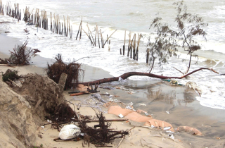 Sóng xé toạc bờ biển Đà Nẵng, đánh bật gốc phi lao, uy hiếp loạt công trình