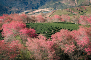 Ngắm đồi hoa mai anh đào nổi tiếng Sa Pa nở rộ mùa cuối, trước khi bị di dời