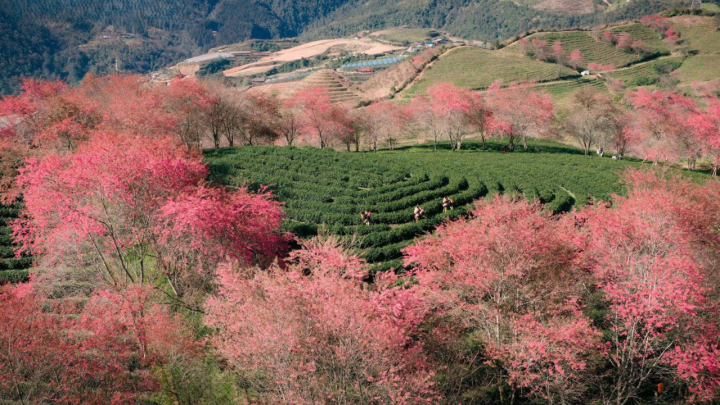 Ngắm đồi hoa mai anh đào nổi tiếng Sa Pa nở rộ mùa cuối, trước khi bị di dời