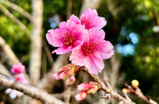 Hoa anh đào nở sớm trên đất Điện Biên