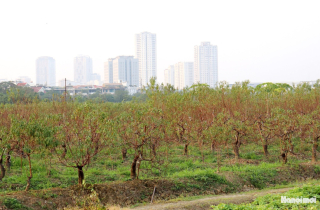 Hà Nội: Vườn đào, cúc, thược dược tất bật cho vụ Tết