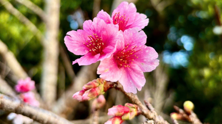 Hoa anh đào nở sớm trên đất Điện Biên