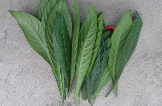 Uống nước lá này hàng ngày vừa rẻ lại đỡ đau xương khớp