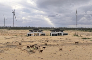 Dự án Phương Mai Bay Resort hơn 1.700 tỷ đồng ven biển Gia Lai thành nơi thả bò