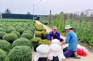 Hoa Tết nở sớm, nhà vườn đứng ngồi không yên