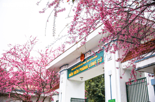 Lạc bước giữa rừng mai anh đào miền biên cương