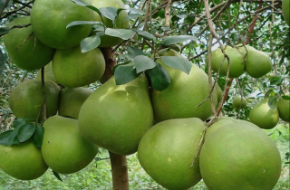 Xuất khẩu rau quả Việt Nam: Từ cú bứt tốc 2025 đến tham vọng 10 tỷ USD