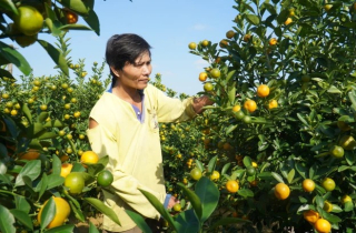 Thương lái ồ ạt chốt hàng, nông dân thủ phủ quất cảnh kỳ vọng vụ Tết bội thu