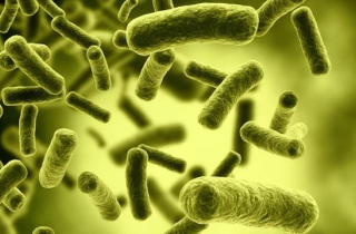 Độc tố Cereulide là gì và nguy hiểm ra sao?