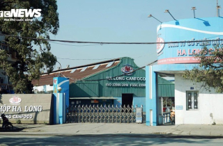 Công ty Đồ hộp Hạ Long chế biến bao nhiêu hàng thành phẩm từ lợn bệnh?