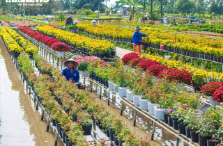 Thủ phủ hoa lớn nhất miền Tây bừng sắc, du khách tranh thủ 'check -in'