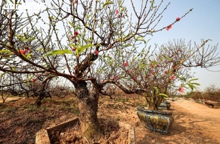 Người dân 'thủ phủ' trồng đào ở Hà Nội tất bật chuẩn bị cho Tết Nguyên đán