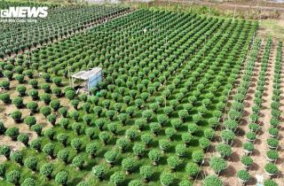 Thương lái nườm nượp chốt cọc, nông dân thủ phủ hoa cúc khấp khởi vụ Tết bội thu