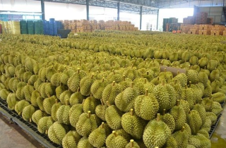 Sầu riêng Thái Lan ‘hụt hơi’ trước Việt Nam tại Trung Quốc, láng giềng lập tức ra chiến lược mới