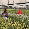 Làng hoa Hà Nội rộn ràng vào vụ