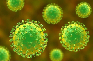 Virus Nipah là gì, nguy hiểm ra sao?