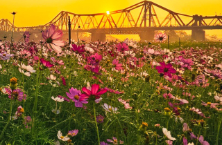 Thảm hoa cánh bướm khoe sắc dưới chân cầu trăm tuổi ở Hà Nội