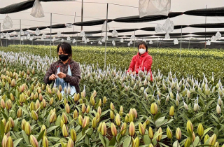 Làng hoa Hà Nội rộn ràng vào vụ