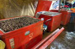 Rúng động đường dây 'phù phép' 3.000 tấn thịt ốc bằng hóa chất công nghiệp