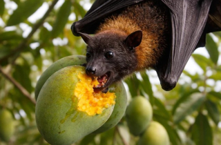 Phòng tránh virus Nipah, khi ăn hoa quả phải nhớ 2 việc quan trọng