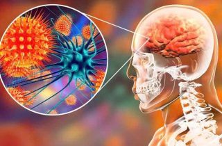 Cảnh báo khẩn: Tuyệt đối không ăn trái cây có dấu hiệu bị động vật cắn dở để phòng vi rút Nipah