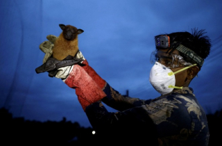 Việt Nam phối hợp với WHO và các quốc gia ứng phó virus Nipah