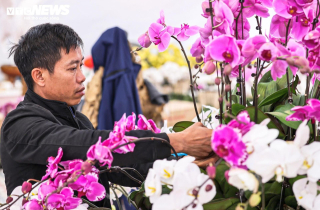 Cắm hoa lan cận Tết, thợ Tây Bắc xuống Hà Nội kiếm tiền triệu mỗi ngày