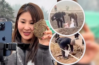 'Cơn cuồng hot girl mổ lợn Tết’ và biến tướng mua bán ‘đất may mắn’ ở Trung Quốc