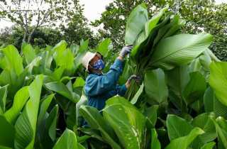 Làng lá dong vào vụ thu hoạch Tết, người trồng 'hái tiền' mỏi tay