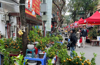 Chợ hoa Hàng Lược: Điểm hẹn Tết giữa lòng phố cổ