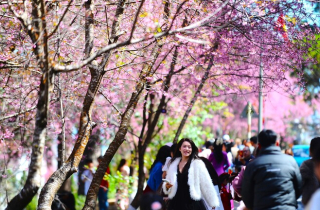 Mai anh đào gọi xuân về Đà Lạt, du khách dễ dàng săn ảnh ‘khiến tim thổn thức