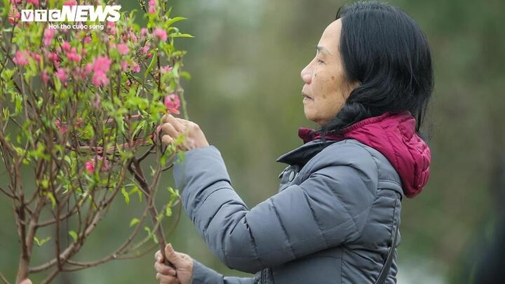 Miền Bắc trải qua mùa đông ấm hiếm thấy, Tết Nguyên đán ít rét đậm