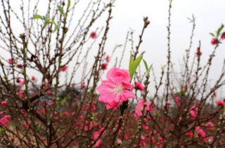 Bắc Bộ có mưa vài nơi, trưa chiều hửng nắng