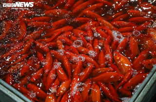 Giá cá chép tiễn Ông công ông Táo giảm, chợ lớn nhất Hà Nội vẫn vắng khách mua