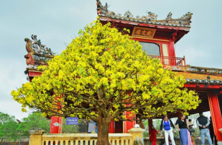 Hoàng mai Huế quý hiếm giá bạc tỷ bung nở rực rỡ dịp cận Tết