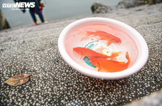 Thả cá chép Tết ông Công ông Táo: Để cá được sống, không phải để mình yên tâm
