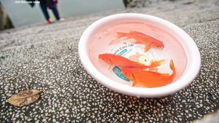Thả cá chép Tết ông Công ông Táo: Để cá được sống, không phải để mình yên tâm