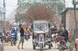 Làng đào lớn nhất miền Bắc rộn ràng vào vụ Tết
