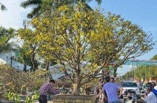 Chiêm ngưỡng mai vàng 'ngũ phúc' tiền tỷ ở chợ hoa Xuân Quảng Ngãi