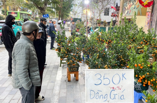 Giữa cao điểm sát Tết 2026, tiểu thương bất ngờ xả đào, quất thu hồi vốn